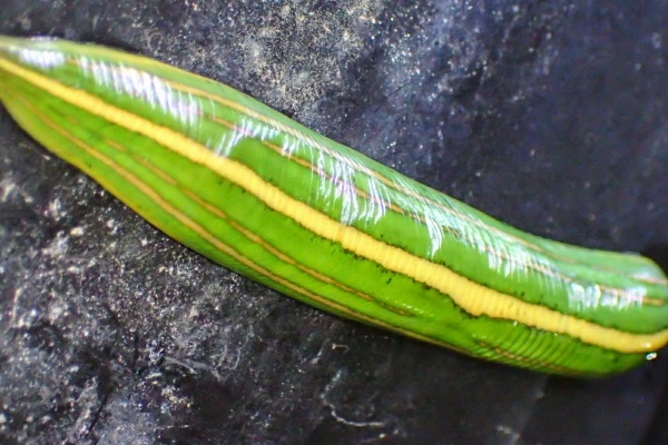 リメマネ Vs ペストくん ウマビル リメマネ Vs ペストくん ウマビル