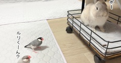 うさぎのルリと文鳥たち(7/18追記)