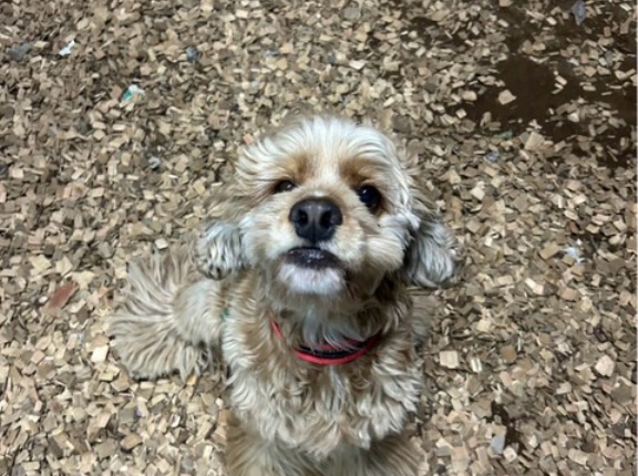 今夜のシェルター通信です。