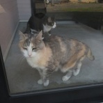 5猫5柄+α日記