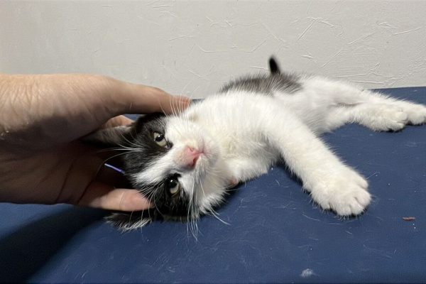ねこかます