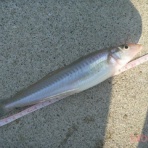 tabe's Fishing blog