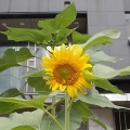 池袋駅の向日葵の花＆しゃぶ葉ランチビュッフェ