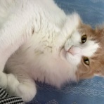 猫だらけ