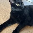 【猫写真】昼間のリビングでの猫たちの様子