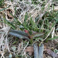 【日々の暮らし】いつの間にか春の気配を追いかける散歩道♪
