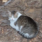 みじかいあんよ