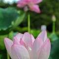 2025 鹿央 里やま花めぐり～蓮