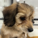 ダックスコンビ🐶💚