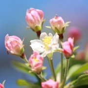 今年も満開になりました♪　～姫リンゴの花～