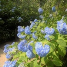 『明月院ブルー　２』の画像