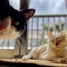 過去ブログより ☆窓際の優雅なミルクん