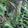 オニヤンマ Anotogaster sieboldii (Sélys, 1854)