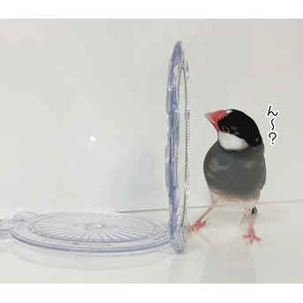 鏡の向こうの子はイケメン？