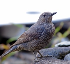 イソヒヨドリ の イソ子