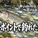 【フライフィッシング】定番ポイントで釣れたが・・・。