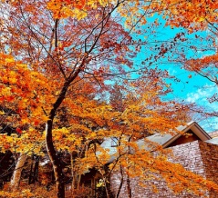 2025.11　晩秋の軽井沢１，グランディスタイル旧軽井沢