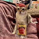 ぼくたち鬼にゃんになっちゃったのにゃ♪