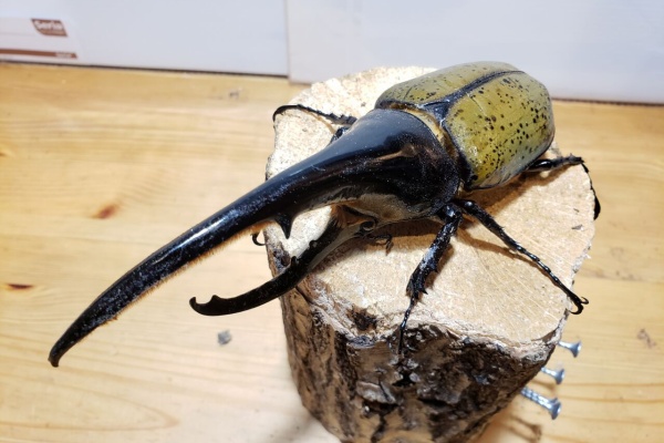 DH.ヘラクレスオオカブト ♀73ミリ T-117MX系 純血OAKS オススメ DHヘラクレスオオカブト ♀73.5mm (種親 ♂OAKS.T115 ♀-REX