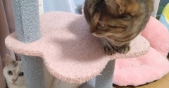 実物のﾈｺﾁｬﾝたちセカンド80