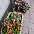 寒い朝でも
