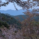 熊野三山聖地巡礼の旅⑥吉野 中千本