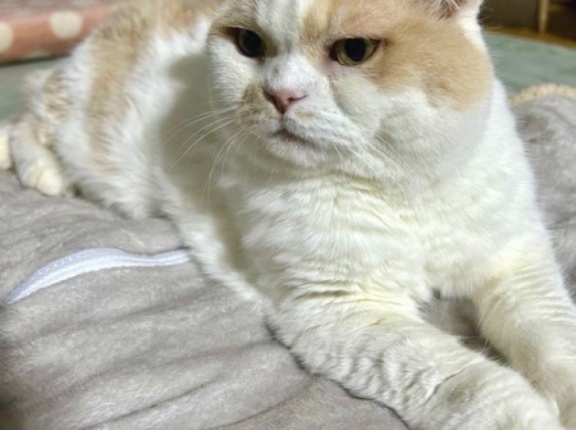 猫たちが珍しいことをした翌日は大雪が降る！？