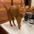 撫でられたいひめちゃん、追いかけて来る