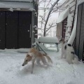 ひるがの雪まみれ。
