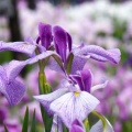 馬見丘陵公園の花菖蒲と紫陽花２０２６