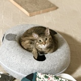 愛猫マジック