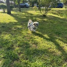 愛犬とお散歩しながら色々なお花とトリミング。(^-^)