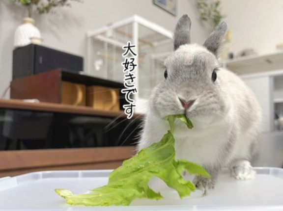 うさぎのルリ(9/24追記)
