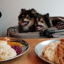 【テラスわんこOK】Side by Side Spice Stand　古町散歩とカレー屋さん