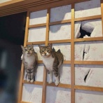 外国人「猫による犯行現場のユーモラスな写真を集めてみたｗｗｗ」