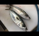 気まぐれクックかねこ「この魚を二週間熟成させます」九州民ワイ「🤢」