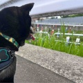 道の駅いちかわ　孫とクリル
