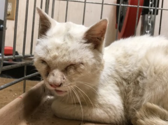 猫型珍獣、驚きの体重推移　20260423