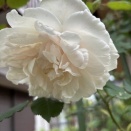 枯れたマダム・アルフレッド・キャリエール