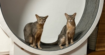 グレー兄弟の距離感