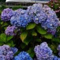 紫陽花①