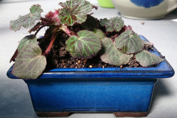 ふうの毎日のんびり 盆栽