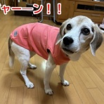 ガオだらけな日々　