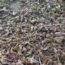 きょうから本格的合成が始まる♪