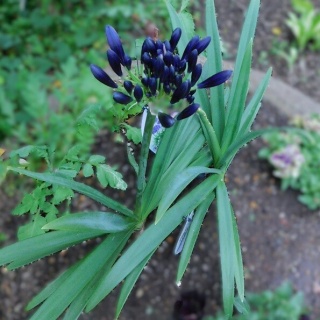 ブルーガーデンと花育て