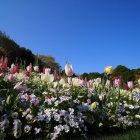 『投稿：春の里山ガーデンフェスタ　2023/04/12』の画像