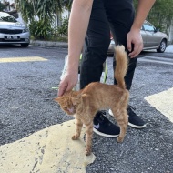 ガリガリのシータさんのみたいな茶トラの子猫を保護しました。①