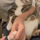 雑な人間に飼われている猫の爪切り