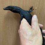 大型熱帯魚屋  ZEEBRA
