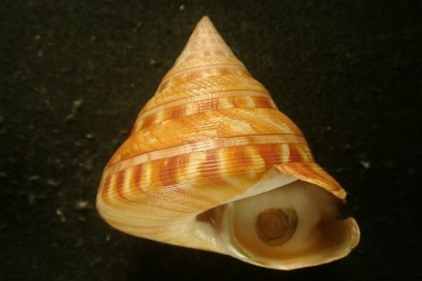 イモガイ貝殻 Darioconus Auricomus Conus (Darioconus) auricomus